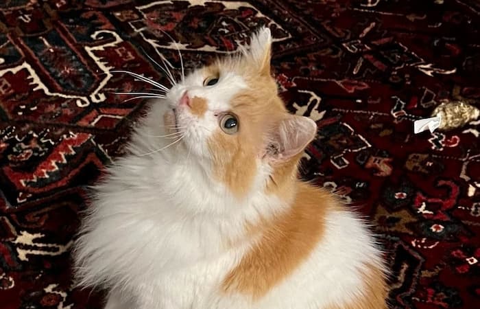 Pet Image
