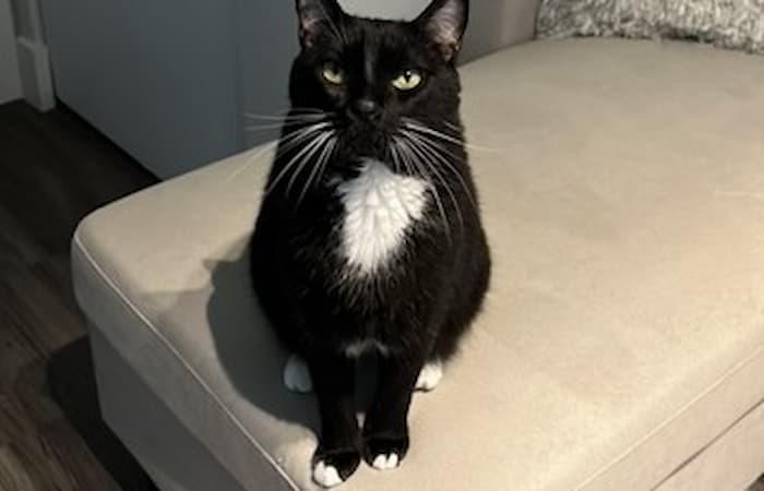 Pet Image