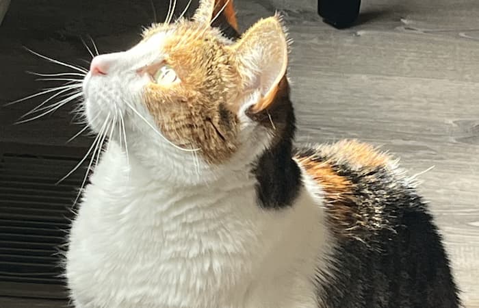 Pet Image