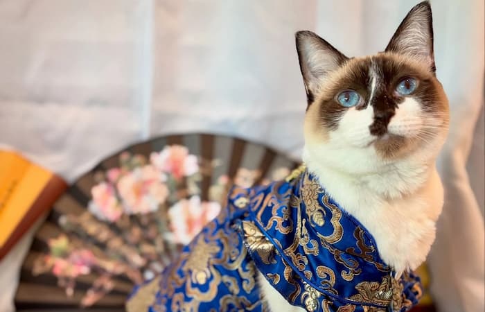 Pet Image