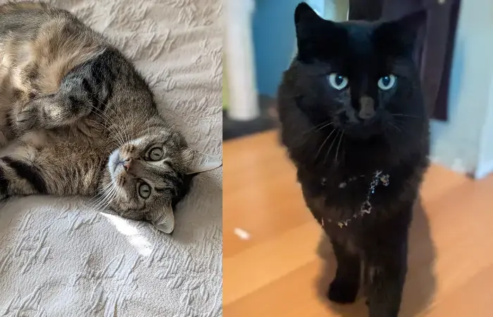 Oscar &&nbsp;Boo's Trip to New Zealand