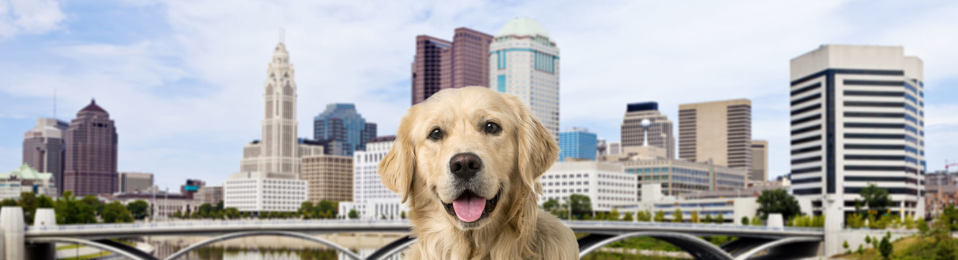 Pet Transport for Columbus, OH Starwood Pet Travel