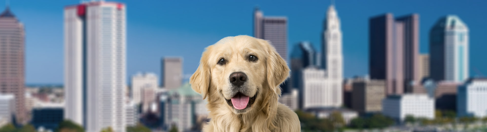 Pet Transport for Lima, Peru Starwood Pet Travel