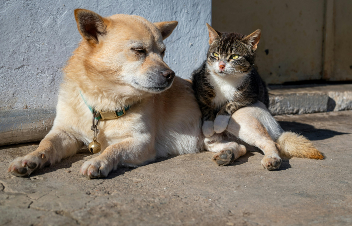 Dog and cat hanging out together outside.