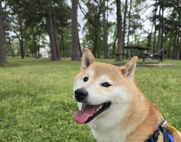 Pet Image