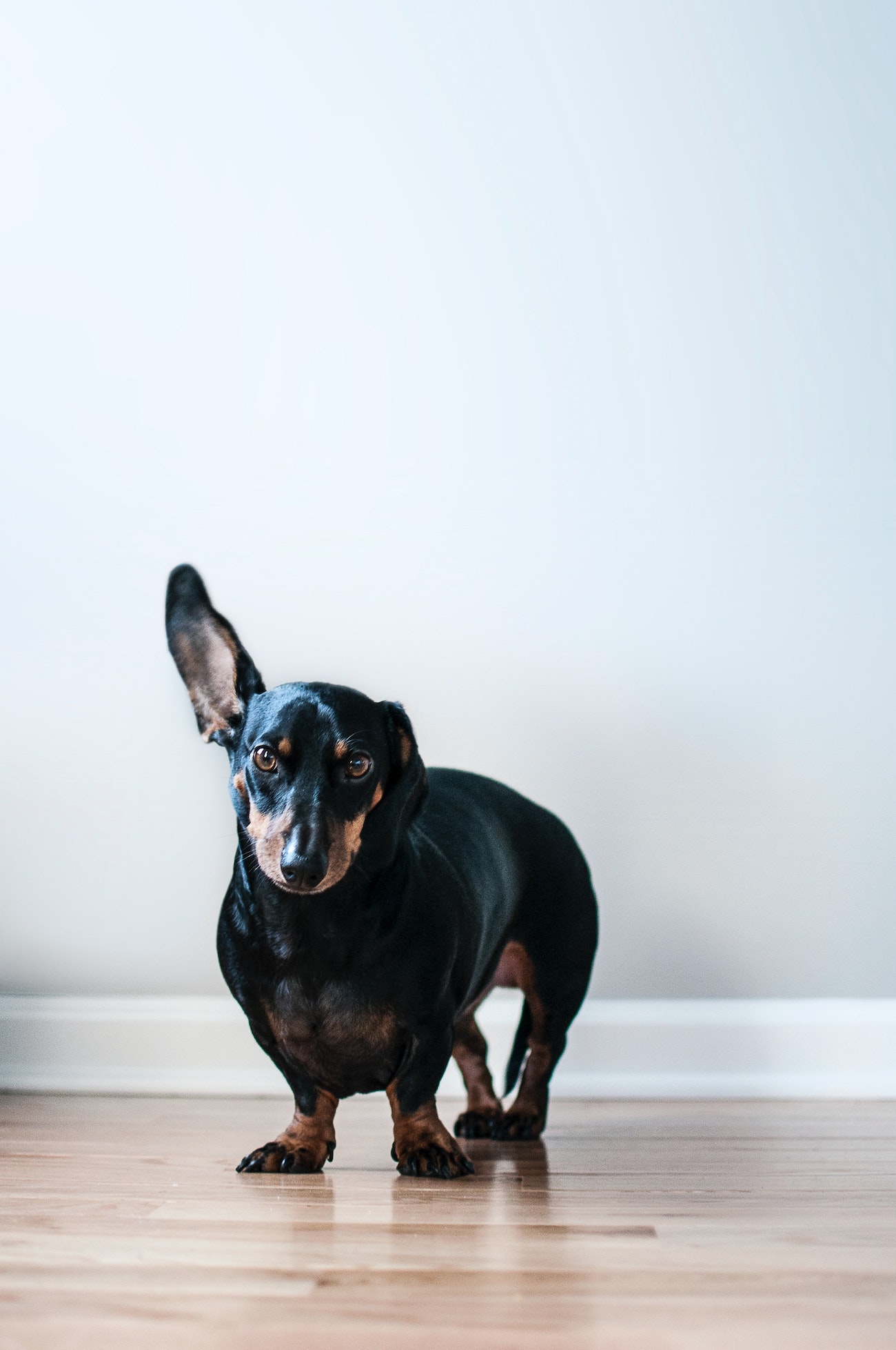 Dog spraying in house sale
