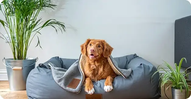 Curious dog sitting on a dog bed looking up with tongue out.