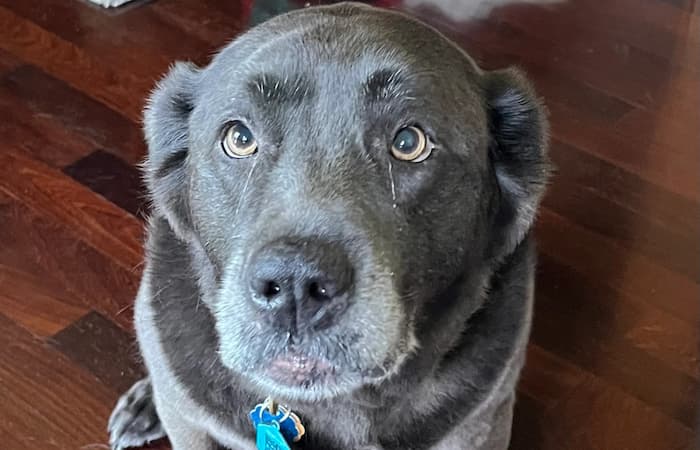 Pet Image