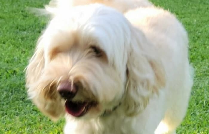Pet Image