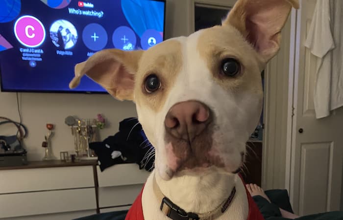 Pet Image