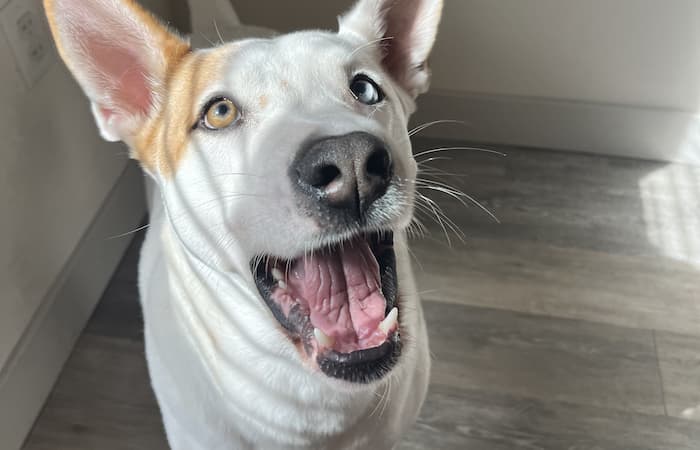 Pet Image