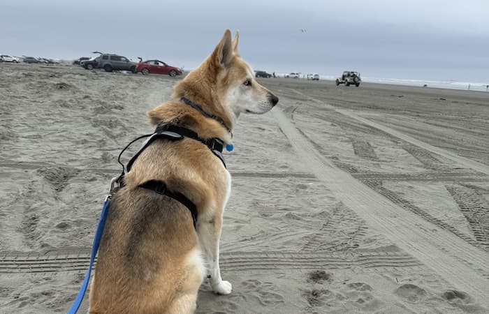 Pet Image