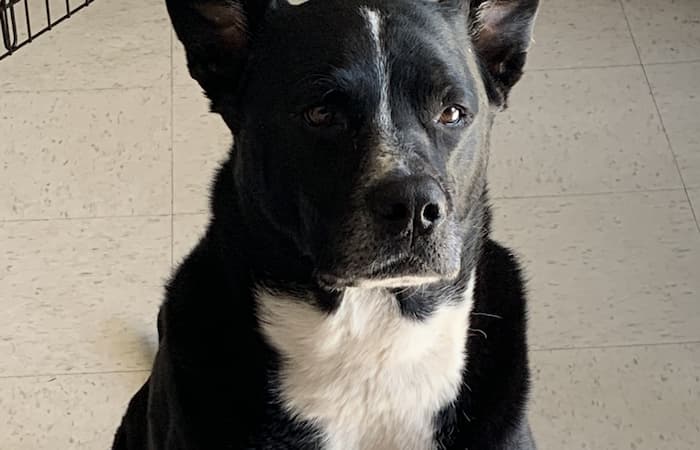 Pet Image
