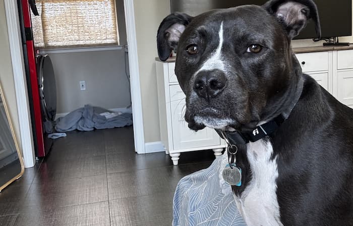 Pet Image
