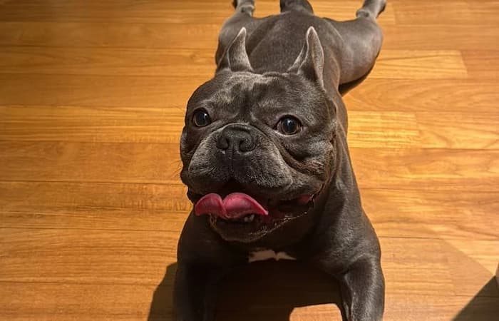 Pet Image