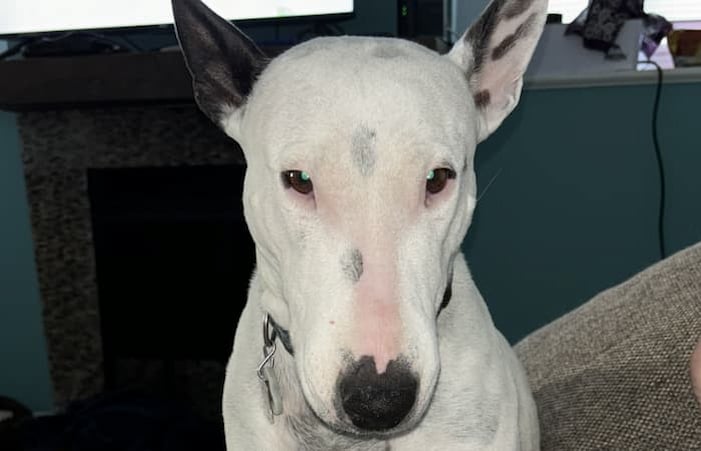 Pet Image