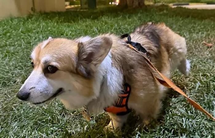 Pet Image