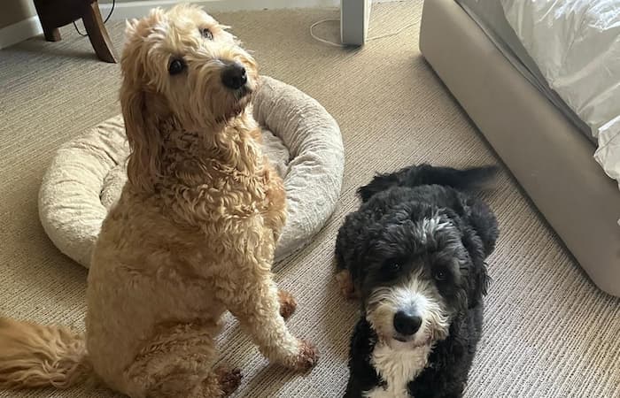 Pet Image
