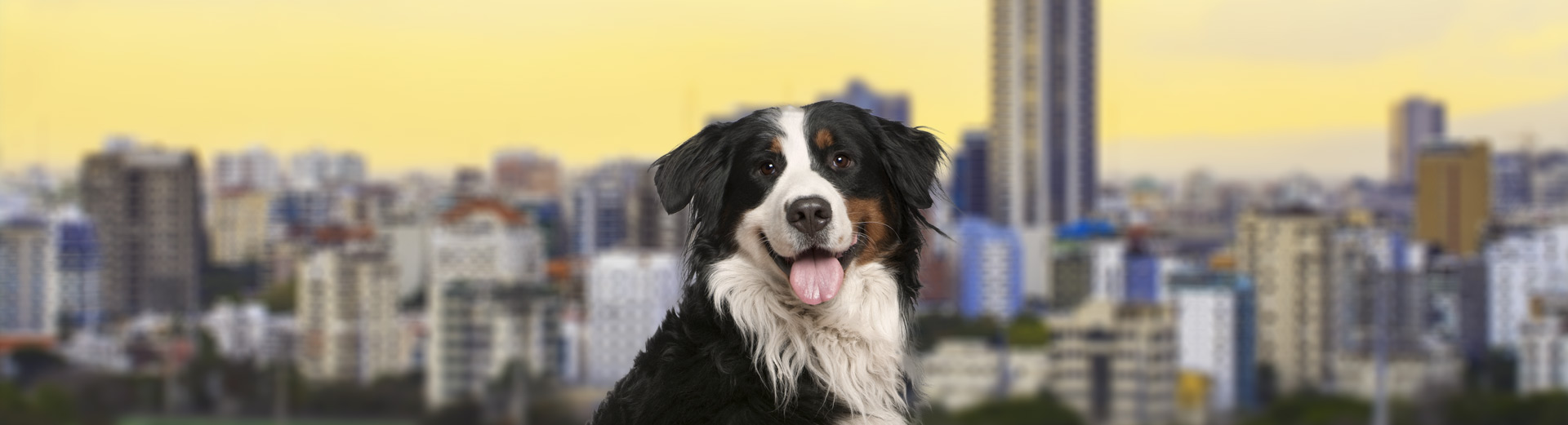 Pet Transport for the Dominican Republic Starwood Pet Travel