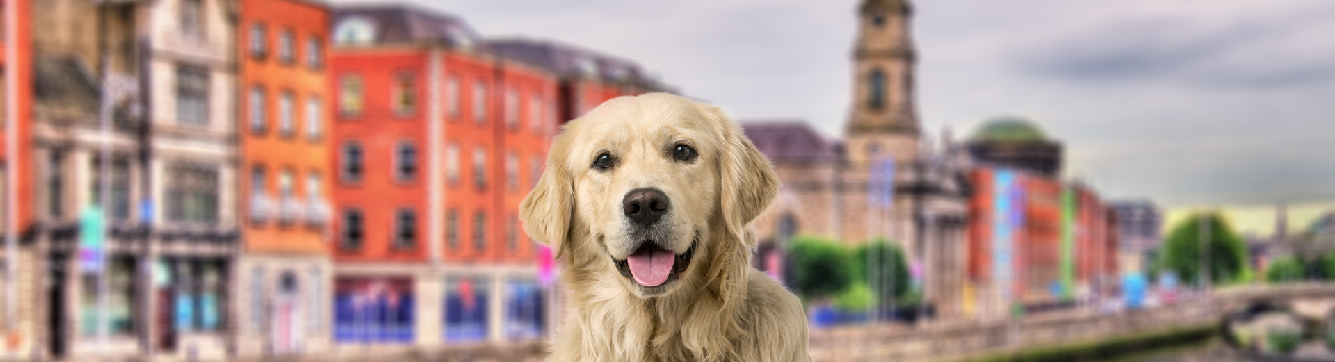 Pet Transport for Dublin, Ireland Starwood Pet Travel