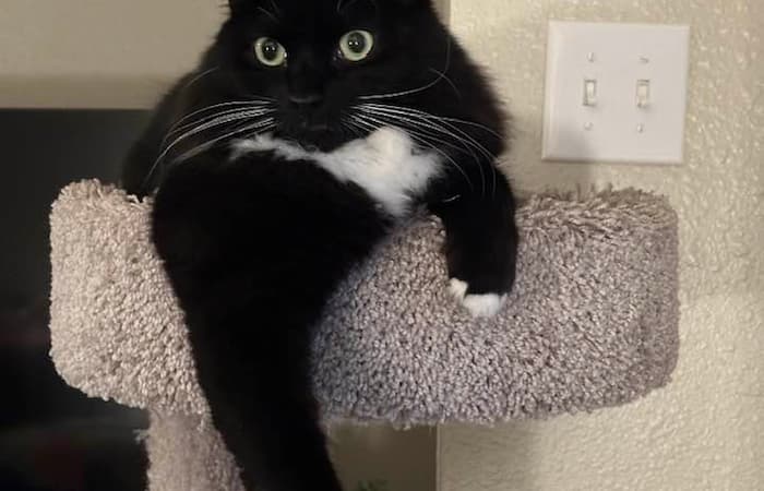 Pet Image