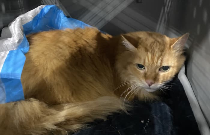 Pet Image