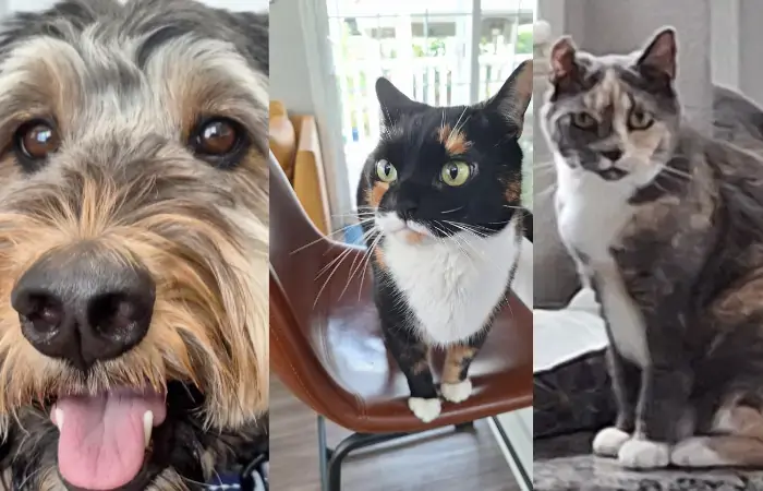 Ziggy, Pye, & Spirit