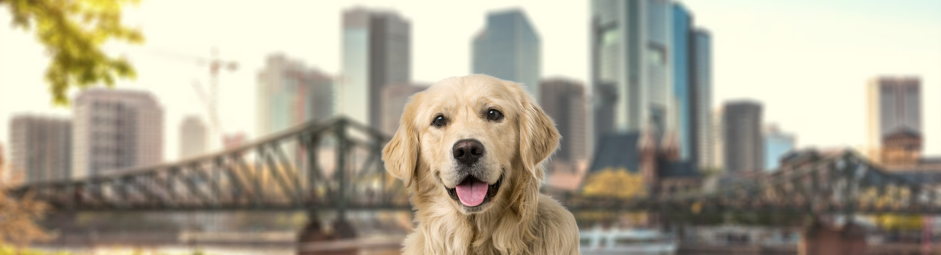 Pet Transport for Frankfurt, Germany Starwood Pet Travel