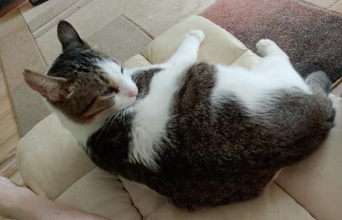 Pet Image
