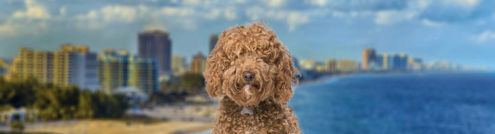 Pet Transport for Fort Lauderdale, FL Starwood Pet Travel