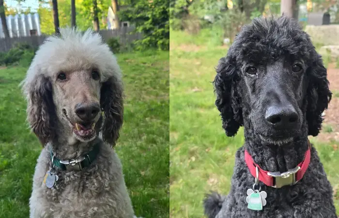 Fergus and Silas' Trip to New Zealand