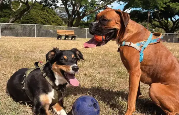 Nova & Ona's Trip to the United States