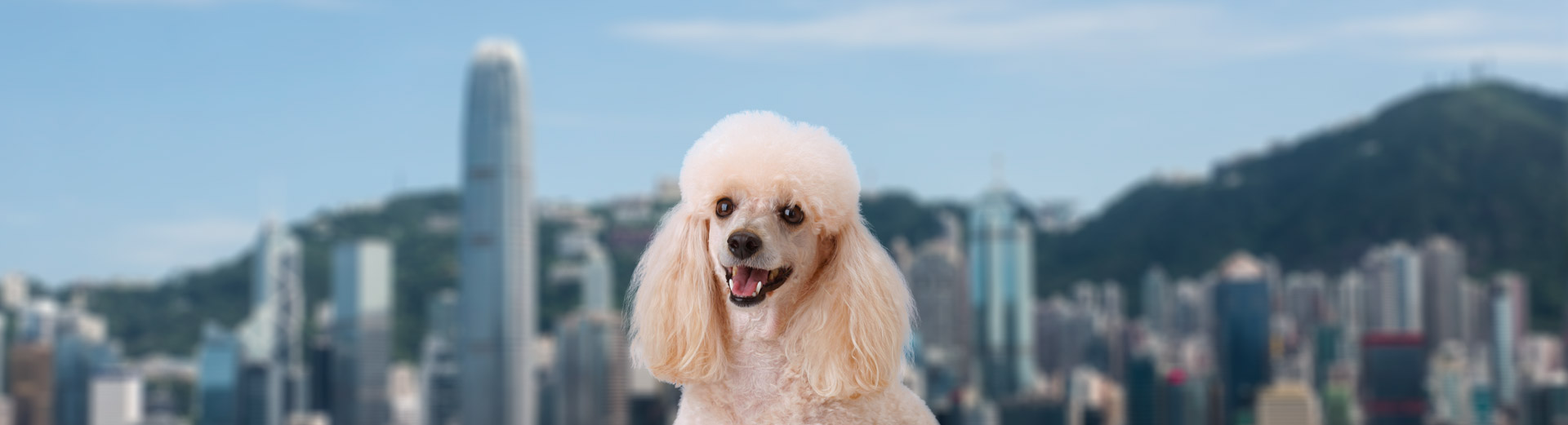 Pet Transport for Hong Kong Starwood Pet Travel