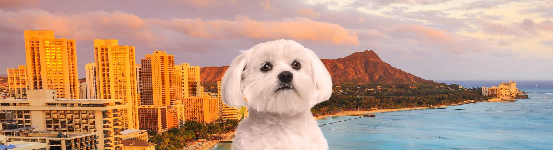 Pet Transport for Hawaii Starwood Pet Travel