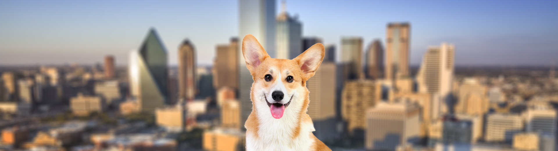 Pet Transport for Dallas, TX Starwood Pet Travel