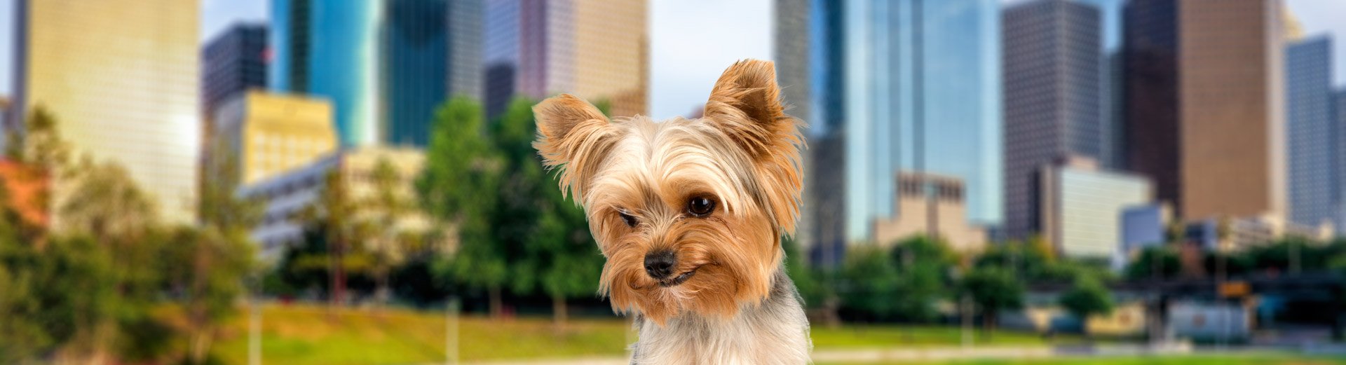 Pet Transport for Houston, TX Starwood Pet Travel