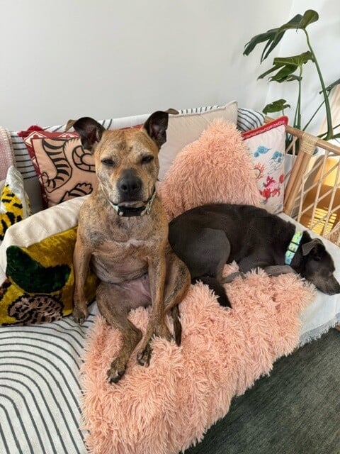 dogs-cuddling-on-couch