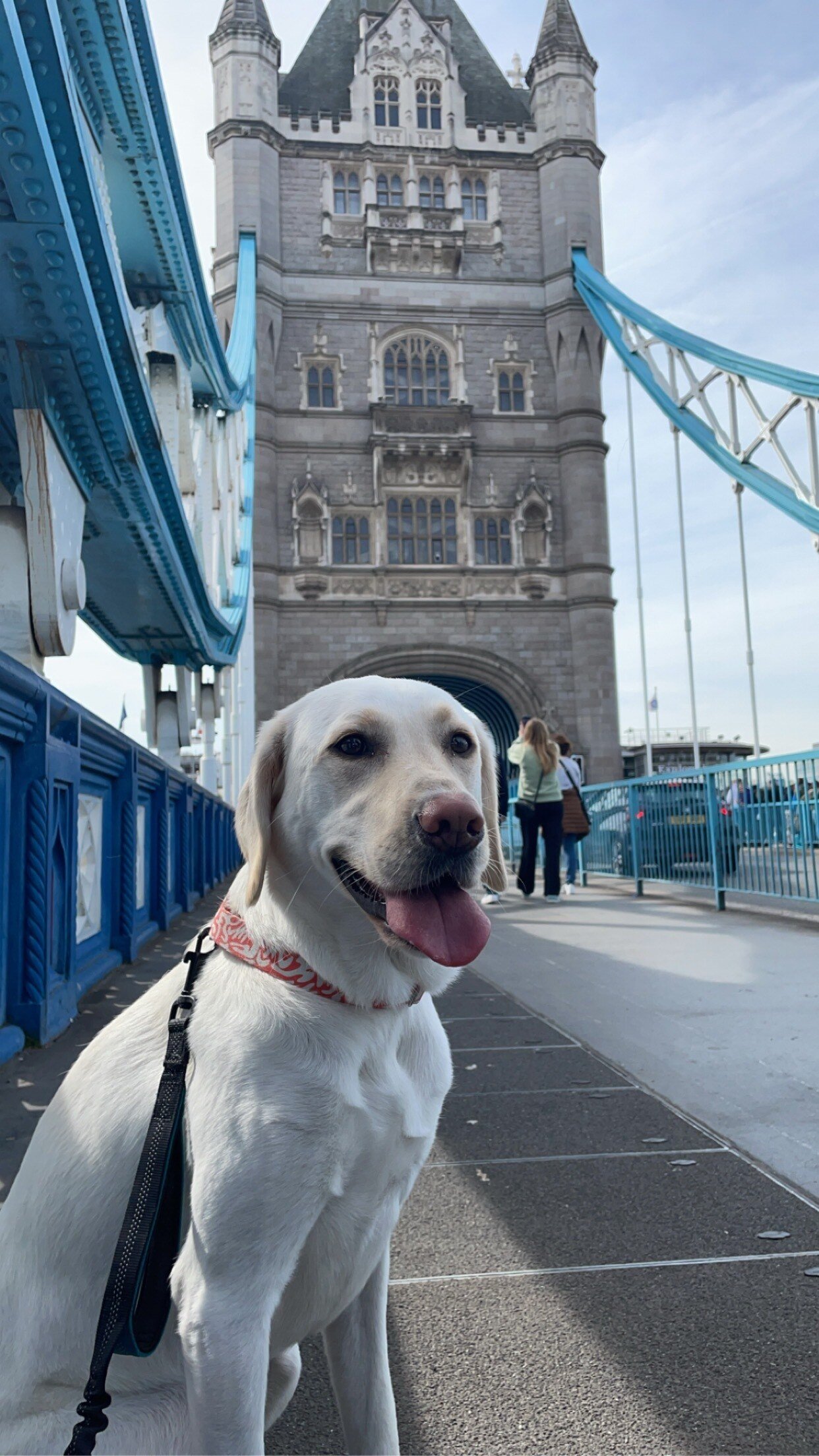 dog-in-london