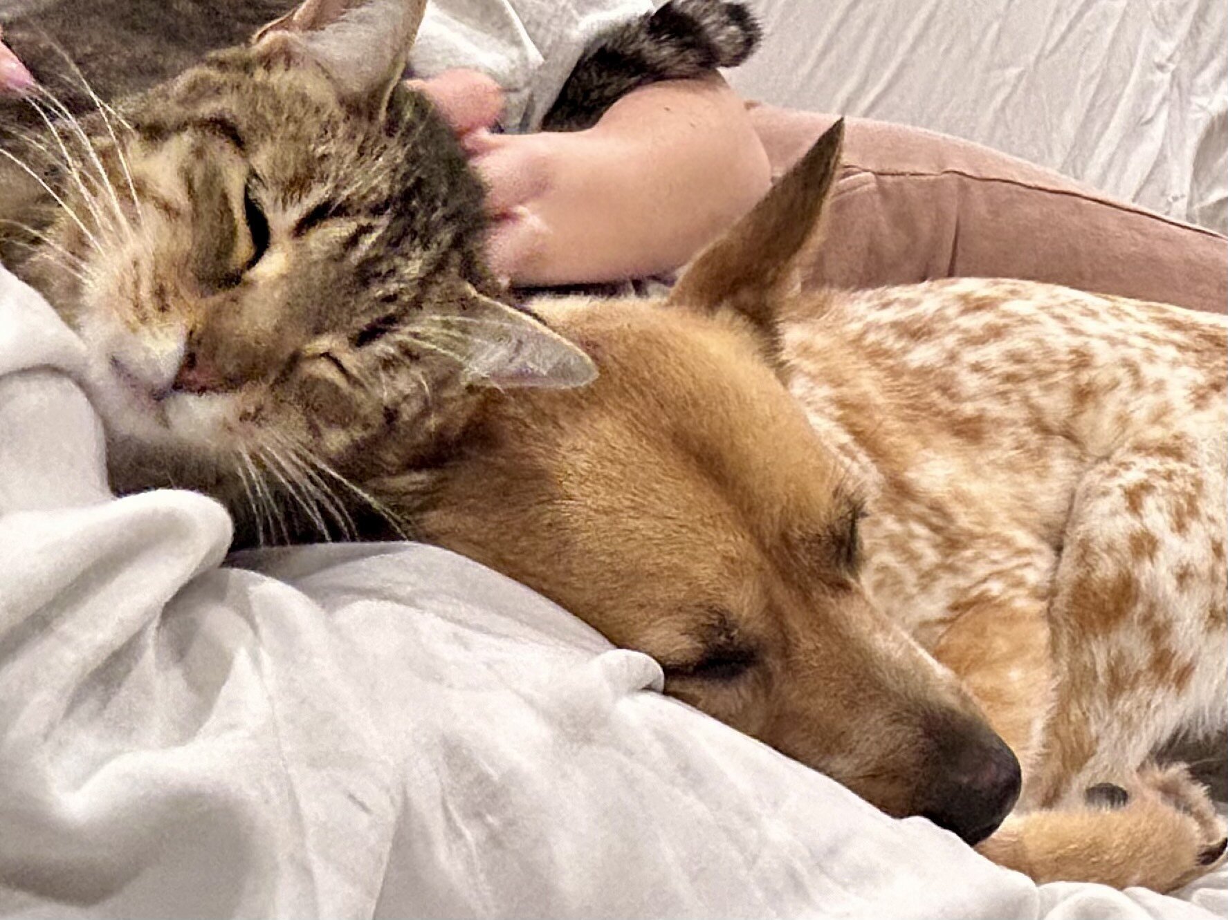 dog-and-cat-snuggling