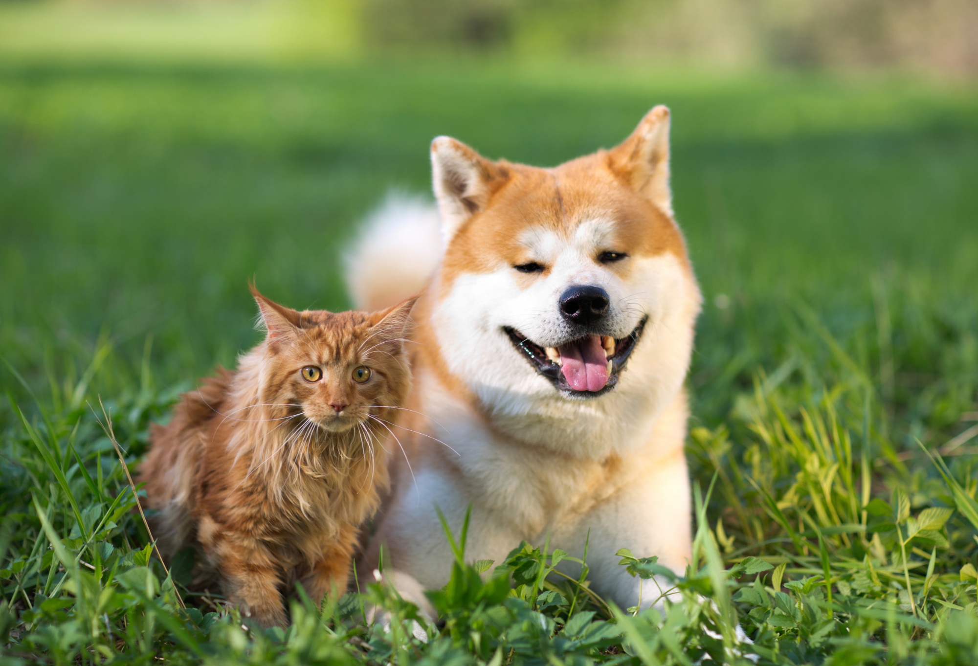 import-image