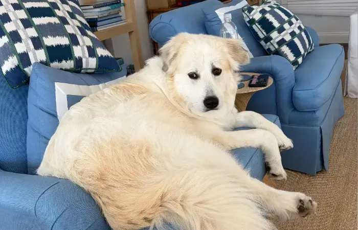 Izzy's Trip to the UK