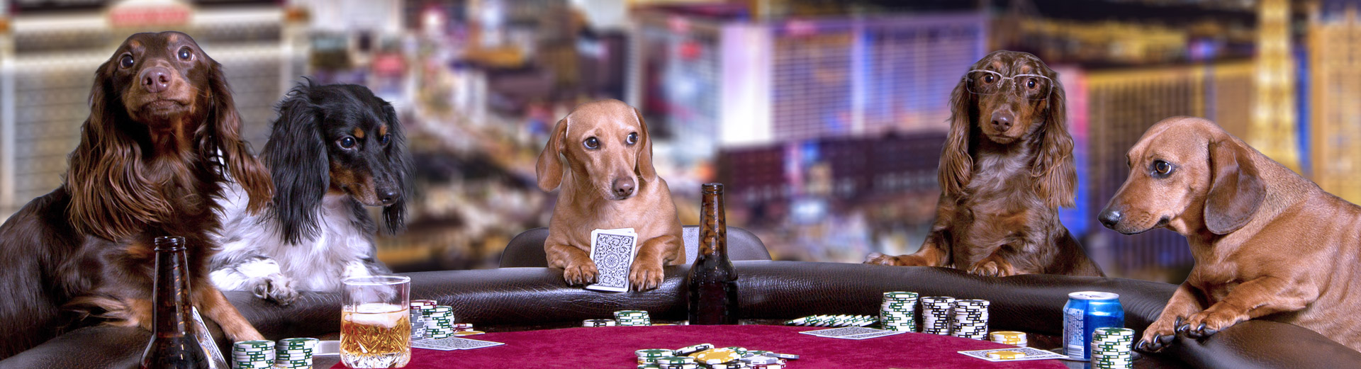 Pet Transport for Las Vegas, NV Starwood Pet Travel