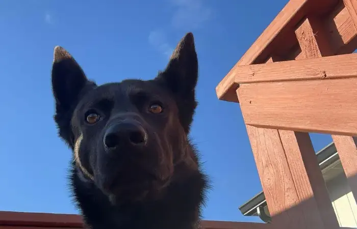 Loki's Trip to the United Kingdom