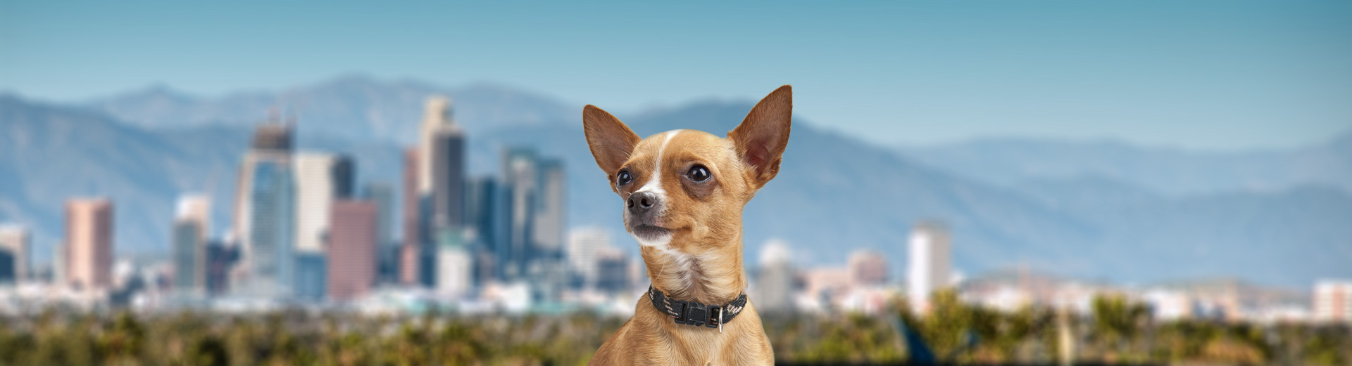 Pet Transport for Los Angeles, CA Starwood Pet Travel