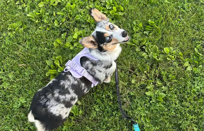 Macadamia's Trip to New Zealand