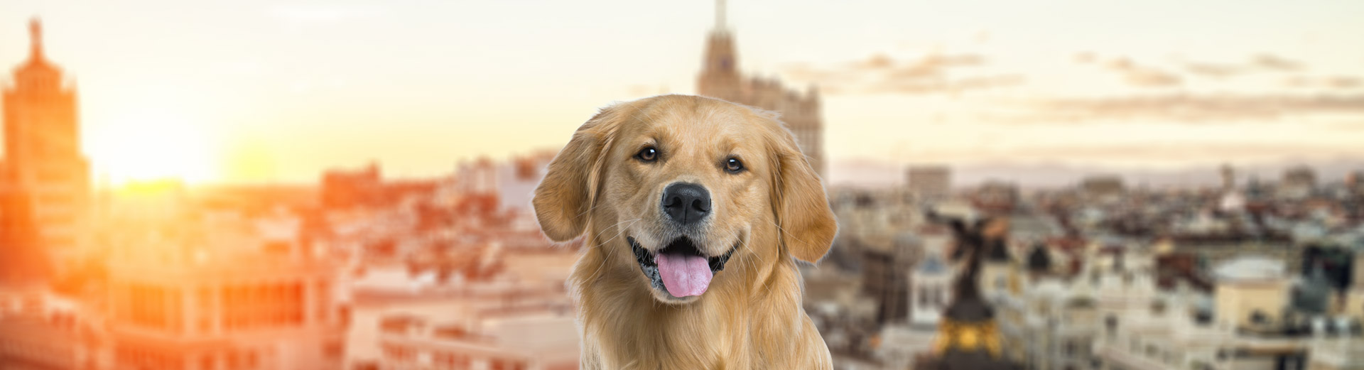 Pet Transport for Madrid, Spain Starwood Pet Travel