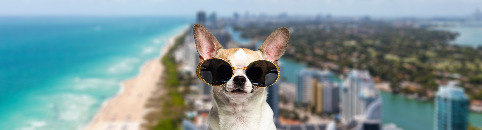Pet Transport for Miami, FL Starwood Pet Travel