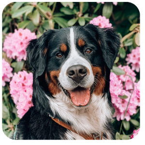 Happy dog surrounded by pink flowers in the Netherlands.