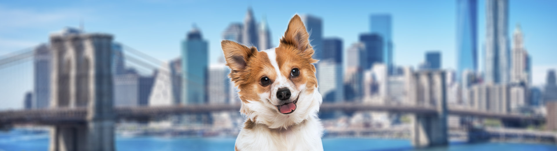 Pet Transport for New York City, NY Starwood Pet Travel