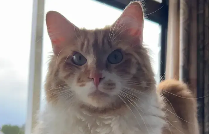 Booby's Trip to New Zealand